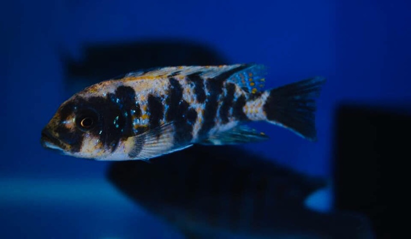 Maylandia zebra 'Narungu'